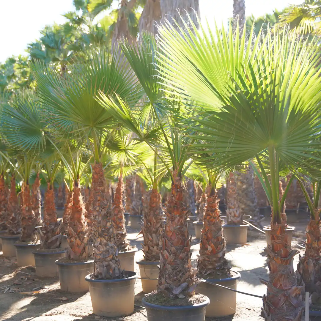 Mexican Fan Palm Virginia Beach | $325 | Cold Hardy | Danny Palms