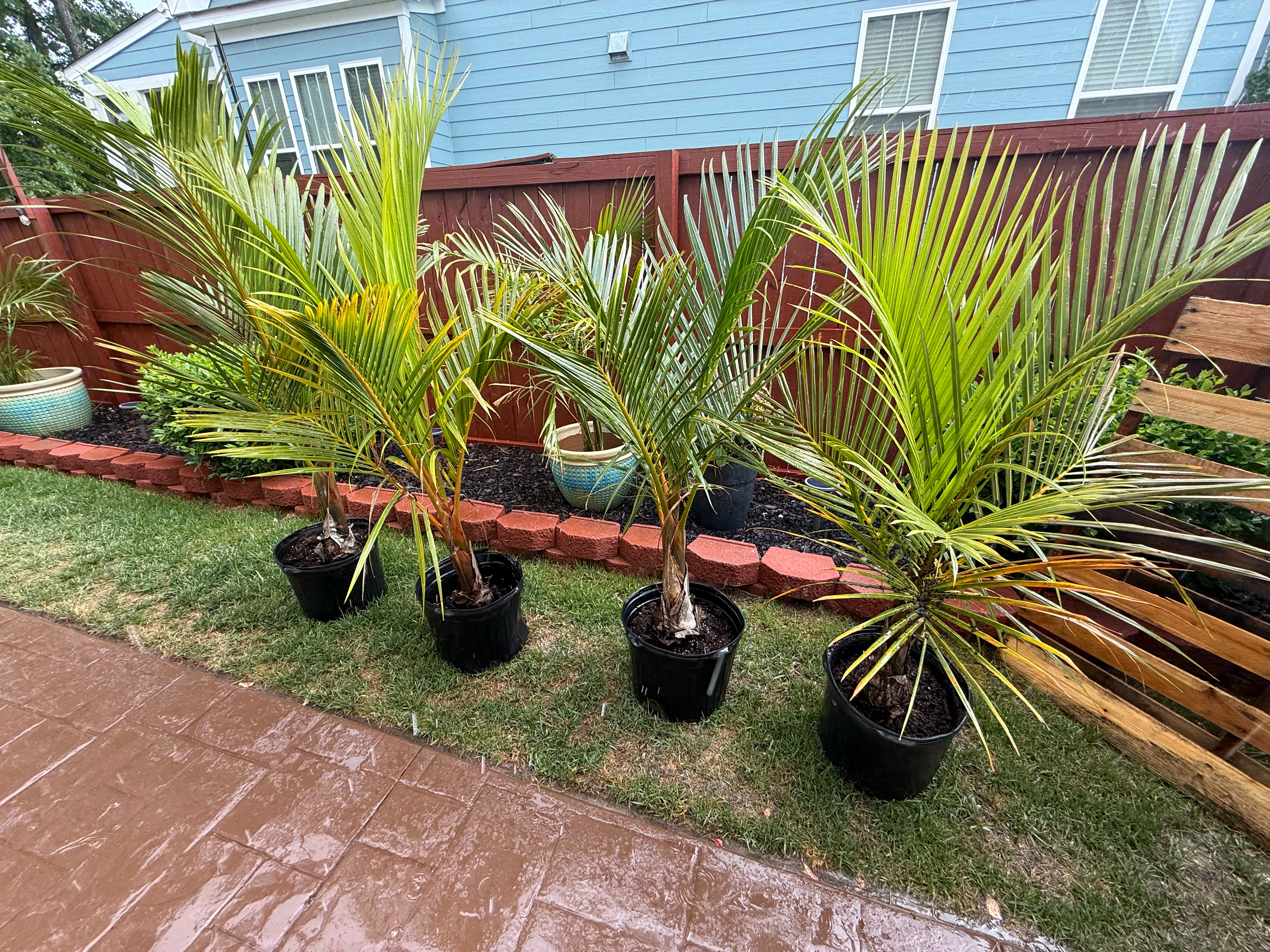 ピンボール(賞金稼ぎ)Palm Spindle Palm Virginia Beach | Rare Collector's Palm | $90–$225